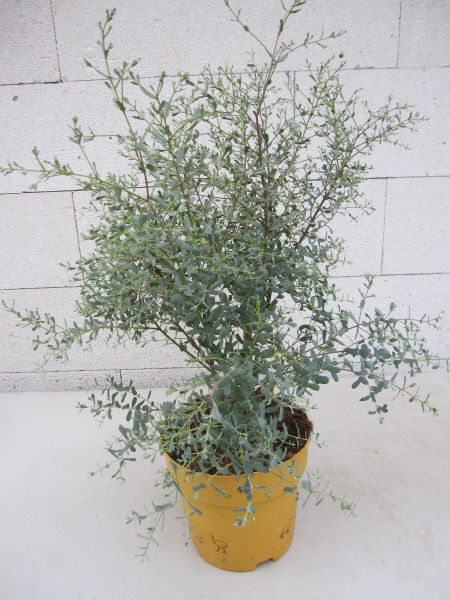 Eucalyptus gunnii France Bleu 1